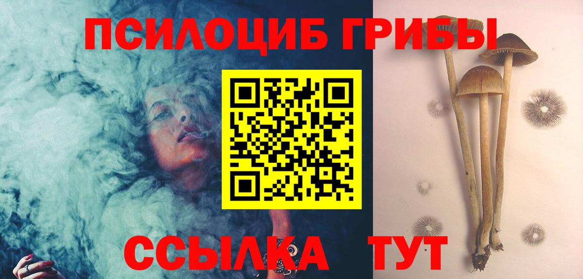 Псилоцибиновые грибы Psilocybe Майкоп